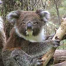 Voyage sur-mesure, Yanchep National Park